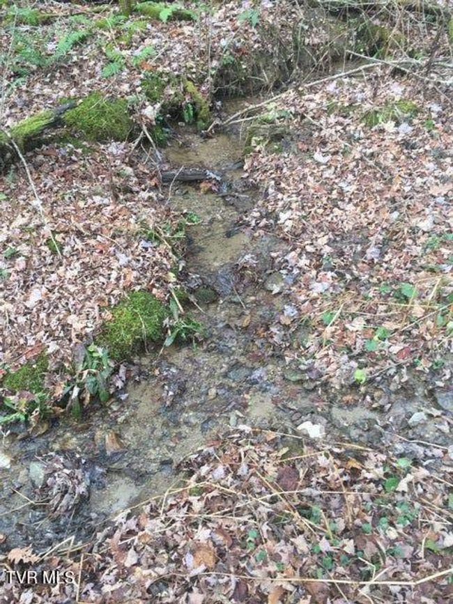 Spring Stream | Image 13