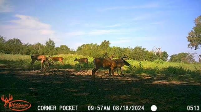 Farm in Centerville 3