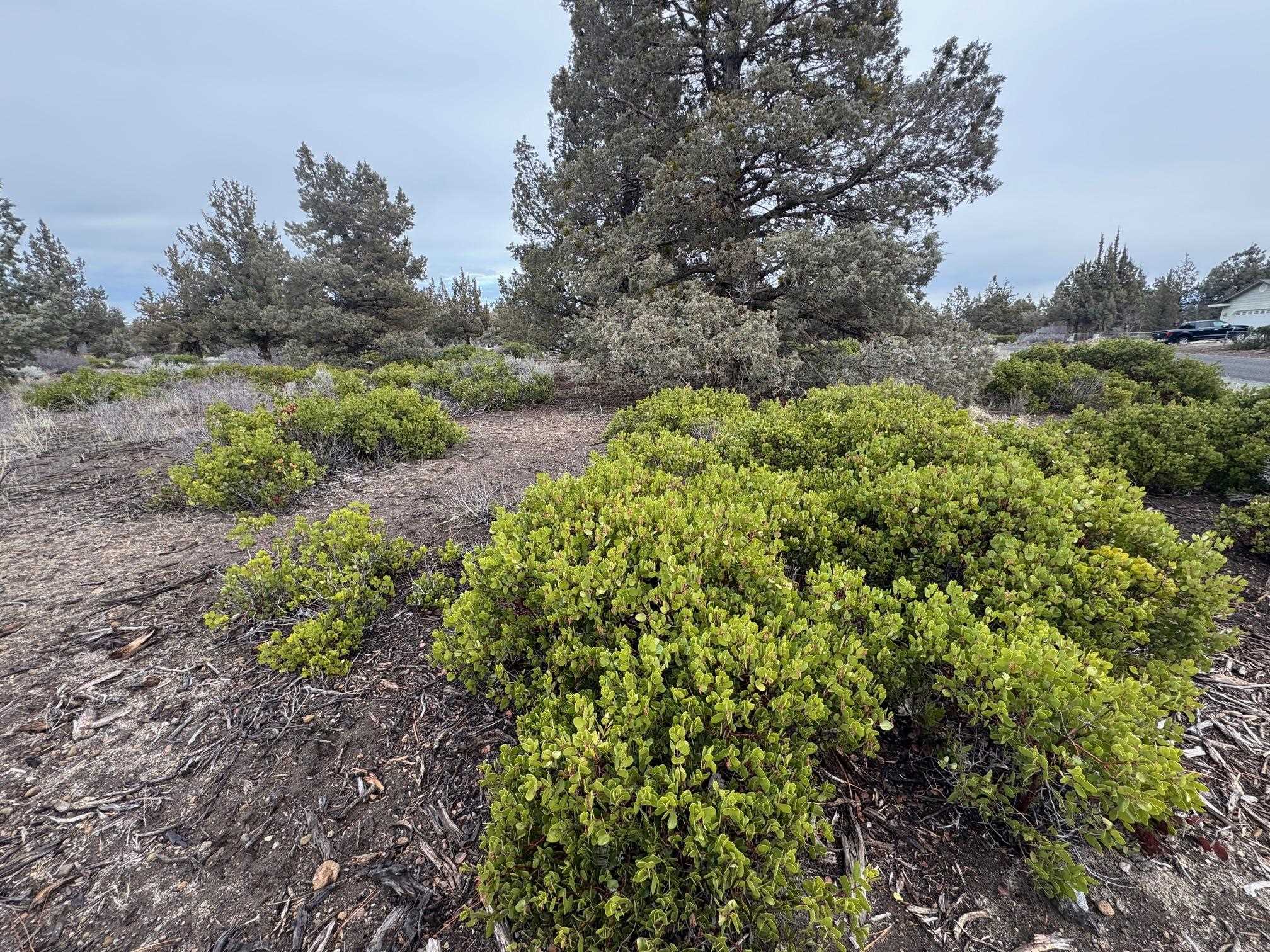 Land in Weed