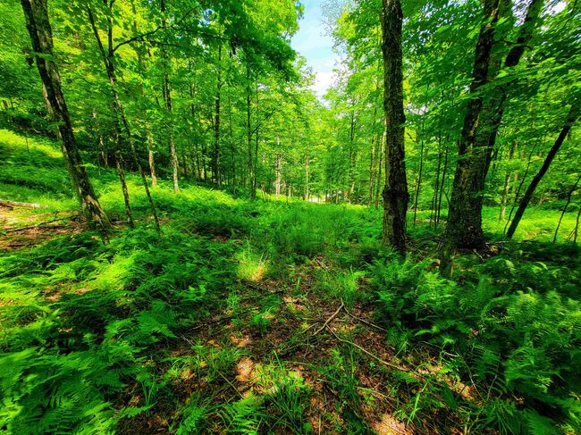 1730 Sinclair Rd, Home with 0 bedrooms, 0 bathrooms and null parking in Johnson VT | Image 19
