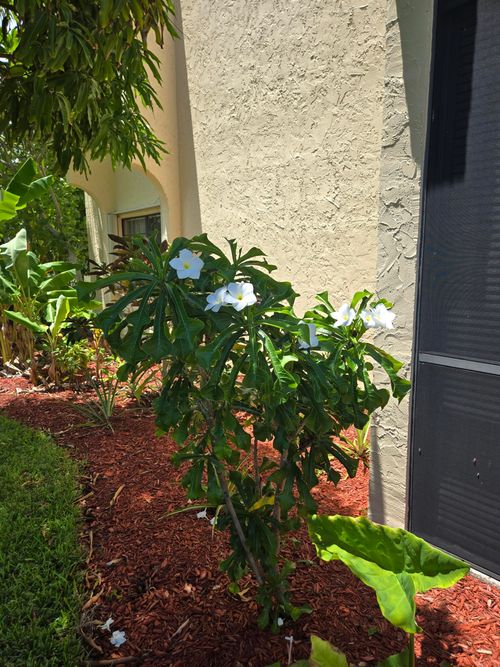 apt-4-106-2050 Oleander Blvd, Fort Pierce, FL, 34950-5393 | Card Image
