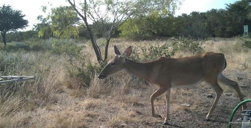 000 103 County Road 103, San Diego, TX, 78384 | Card Image