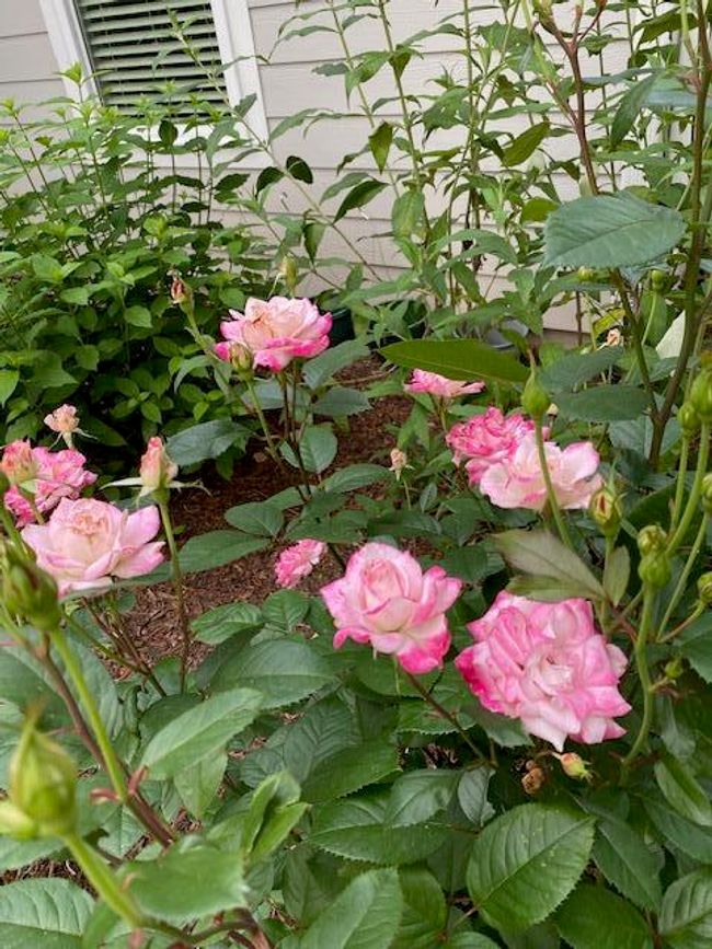 image5 | Image 9
