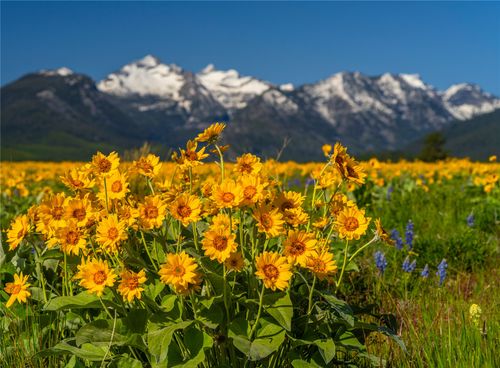 2519 Old Darby Rd, Darby, MT, 59829-9506 | Card Image