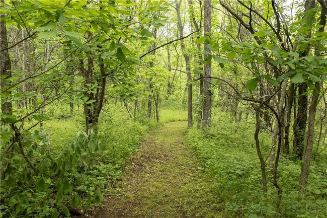 View of tree filled area | Image 14