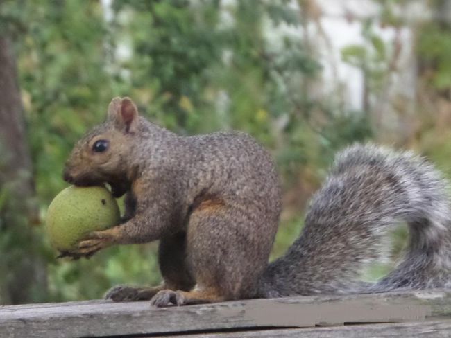 One of the loyal members of Cokato Lake RV Resort | Image 23