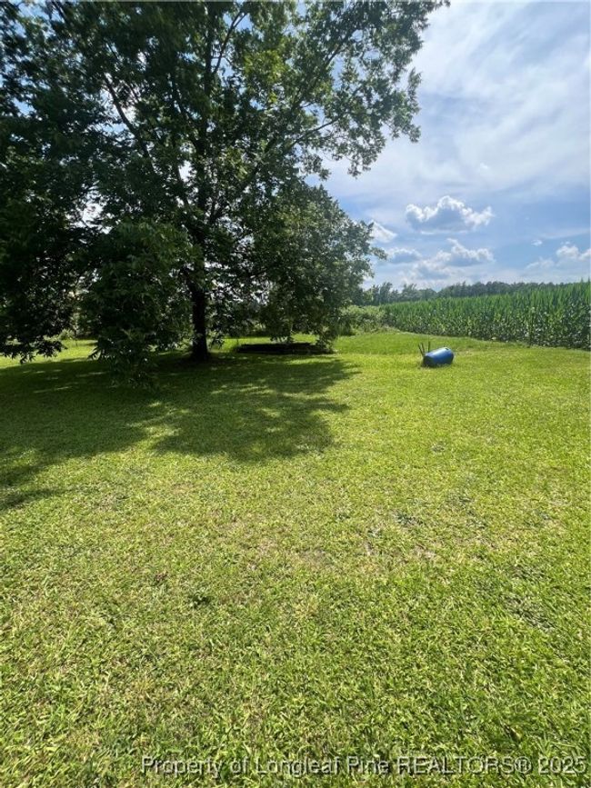 Pecan​​‌​​​​‌​​‌‌​‌‌​​​‌‌​​‌‌​‌​​​​​‌ Trees | Image 6