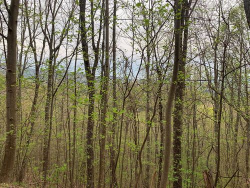 76 Lot Ten Point Trail, Murphy, NC, 28906 | Card Image