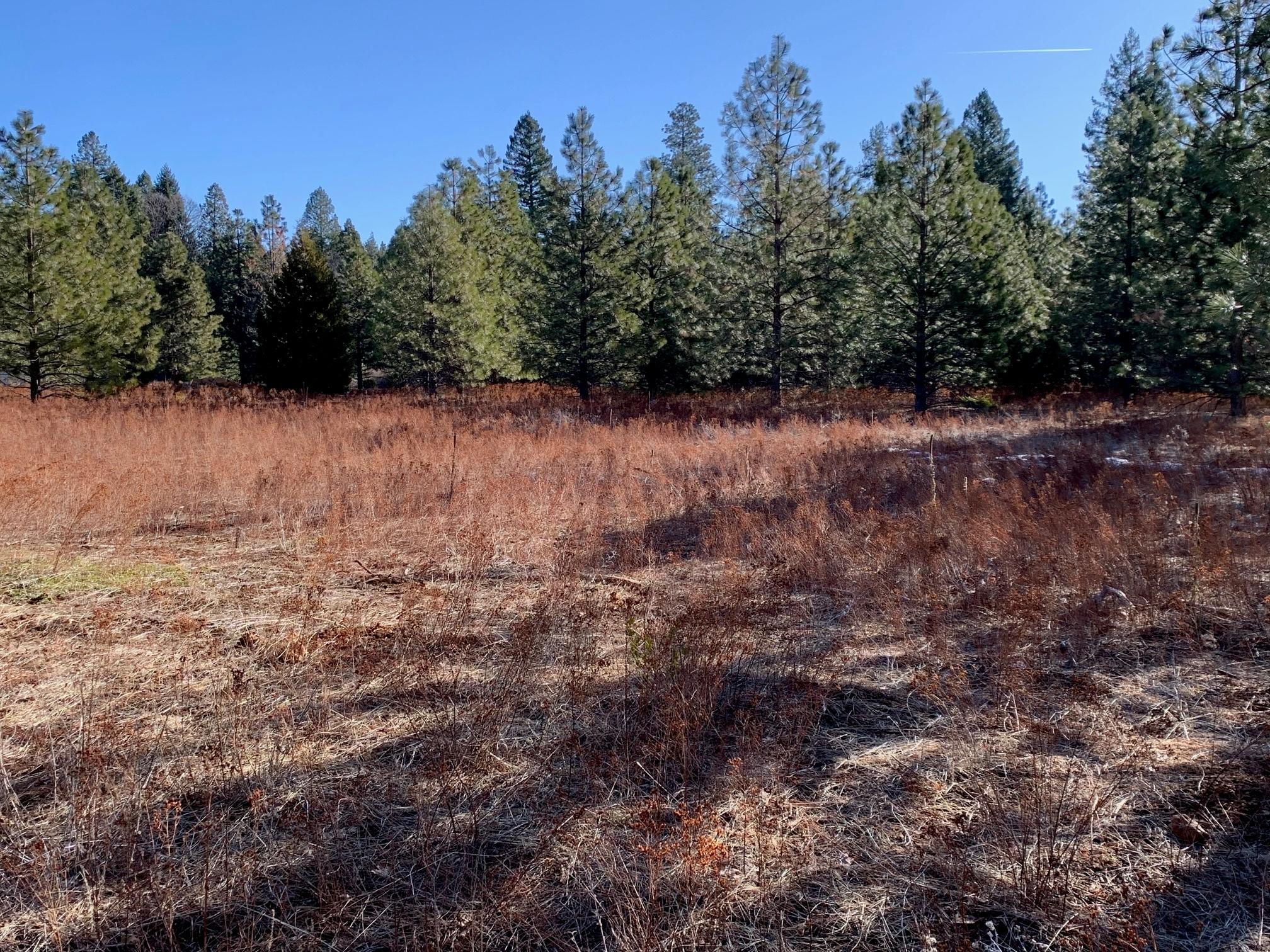 Land in Shingletown 5