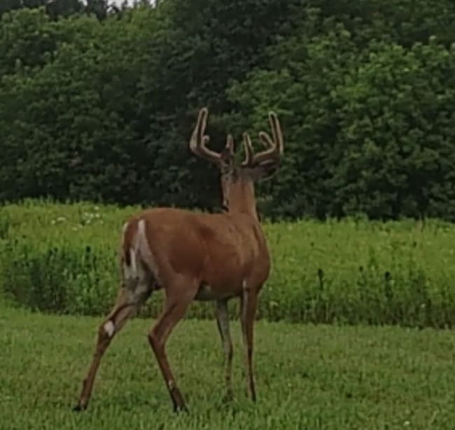Deer on the property | Image 31
