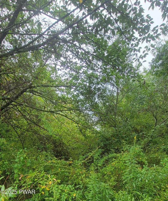 woods | Image 7