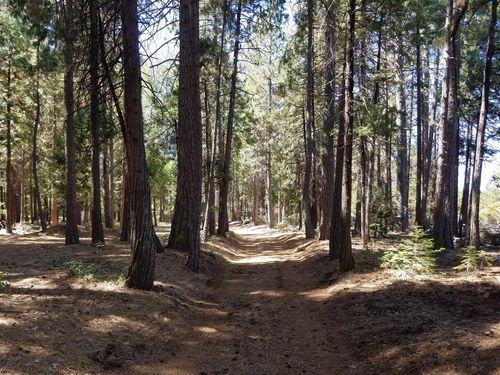 LOT 1 Eckert Ln, Shingletown, CA, 96088-9303 | Card Image