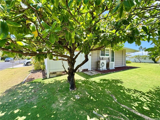 YES it's a Puaikenikeni tree! | Image 22