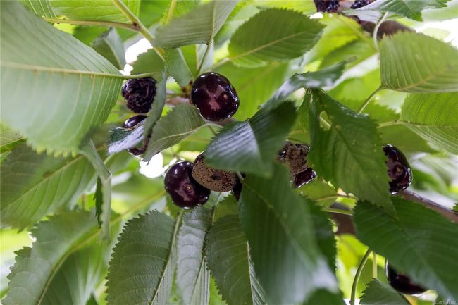Community fruit tree | Image 50