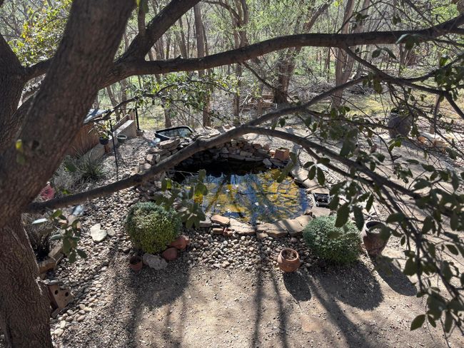 Pond | Image 14