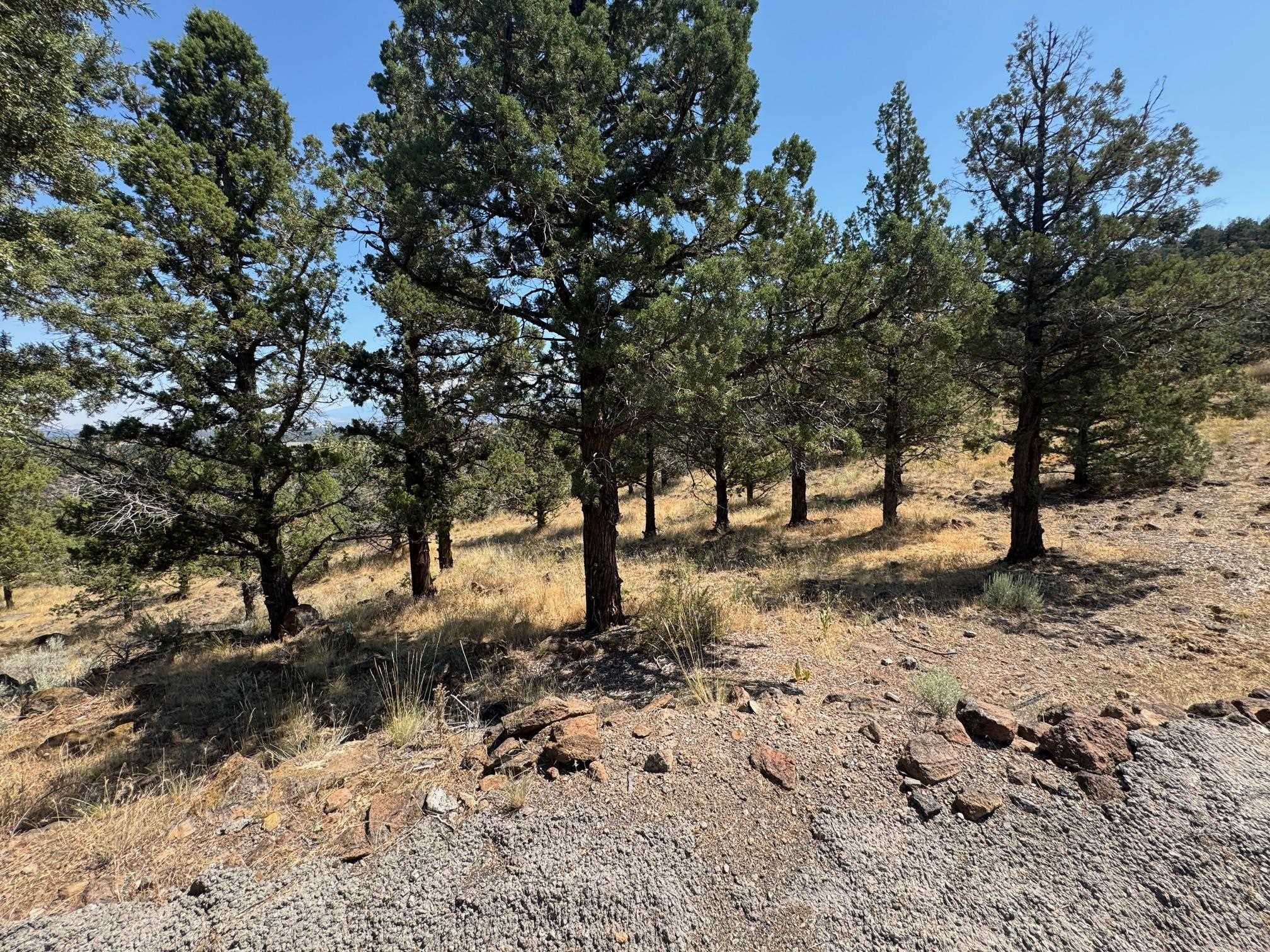 Land in Weed 4