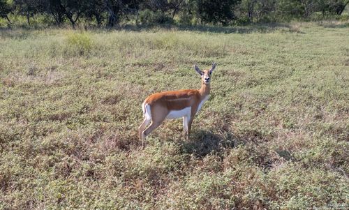 1 Utopia Frst, D Hanis, TX, 78850 | Card Image