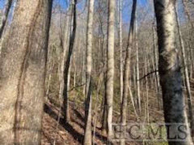 528 Early Deitz Rd, Home with 0 bedrooms, 0 bathrooms and null parking in Sylva NC | Image 7