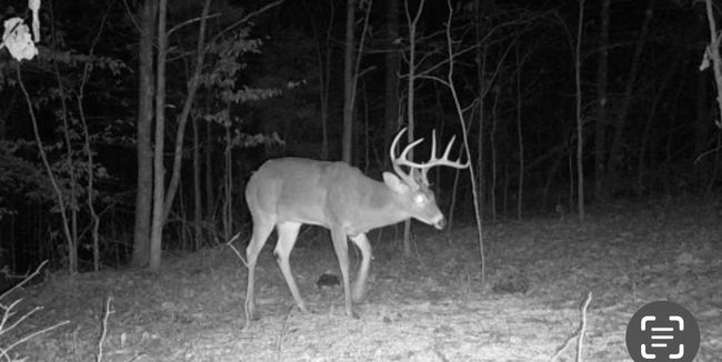 Lot 4 Oklahoma Rd, Home with 0 bedrooms, 0 bathrooms and null parking in Bee Spring KY | Image 9