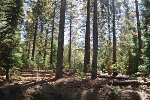 43 Foresthill Rd, Foresthill, CA, 95631 | Card Image