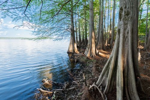 TBD 19.66 Acres Oak Ridge Rd., Ore City, TX, 75683 | Card Image