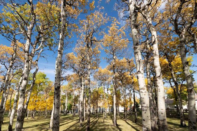 7132 Range Road 2 1 Range, House other with 3 bedrooms, 2 bathrooms and 6 parking in Lundbreck AB | Image 16