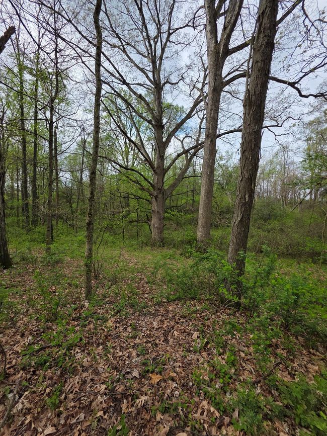 0 State Road 129, Home with 0 bedrooms, 0 bathrooms and null parking in Vevay IN | Image 7