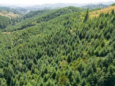 Trees on propety Oregon Upstream Timber | Image 2