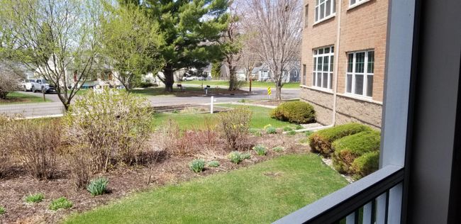 Spring growth from the screen porch. | Image 7