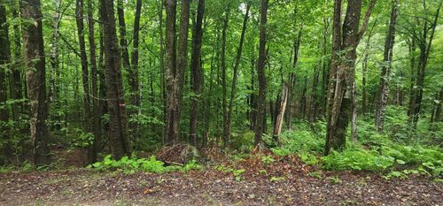 142 Fox Hill Rd, Stoddard, NH, 03464-4551 | Card Image