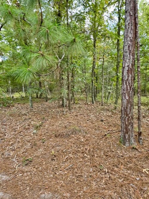 317 Richard Johnson Rd, Martin, SC, 29836-1933 | Card Image