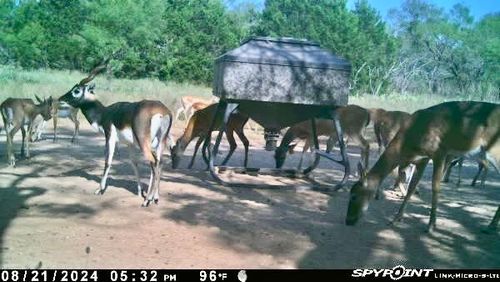 267 County Road 112, Goldthwaite, TX, 76844-3702 | Card Image