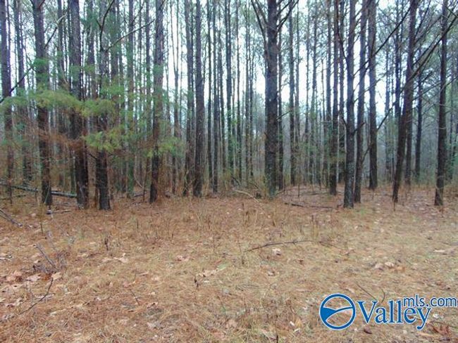 7 acres Carters Gin Rd, Home with 0 bedrooms, 0 bathrooms and null parking in Toney AL | Image 8