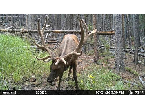 0 Twin Spruce Rd, Golden, CO, 80403 | Card Image