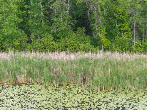 XXX Dog Leg Dr, Pequot Lakes, MN, 56472 | Card Image