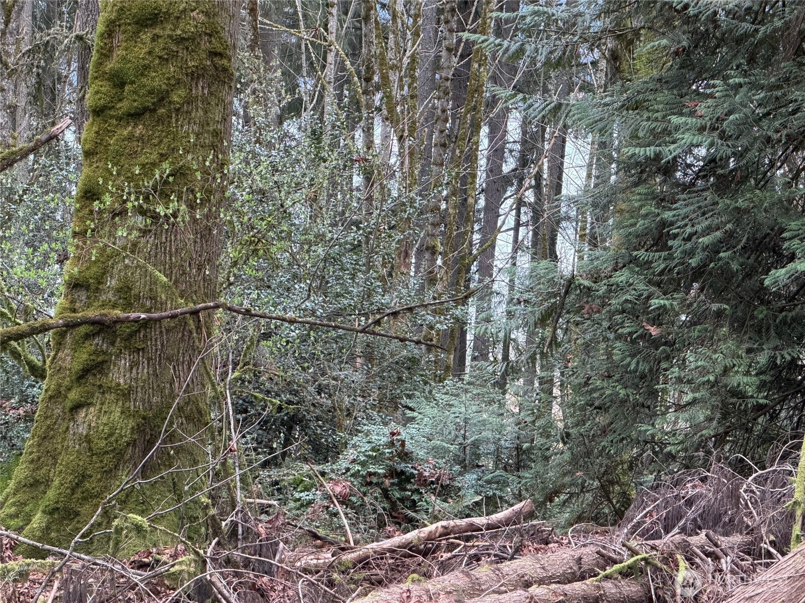 Land in Poulsbo 3