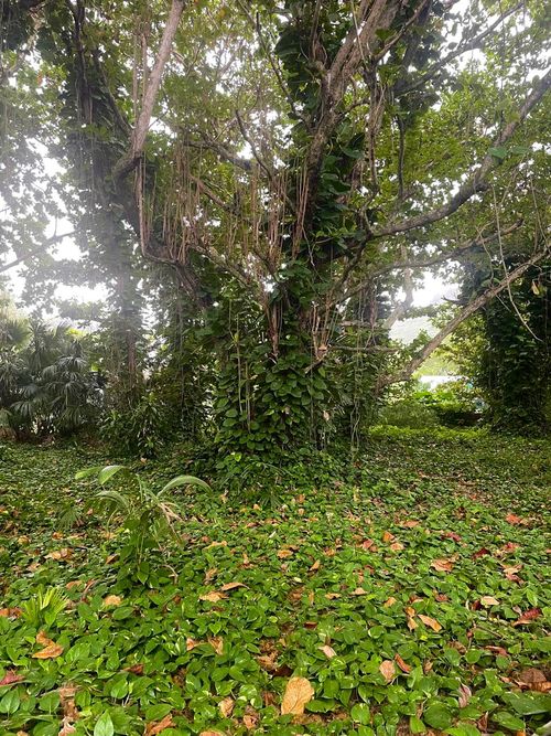 5-7235 Kuhio Hwy, HANALEI, HI, 96714 | Card Image
