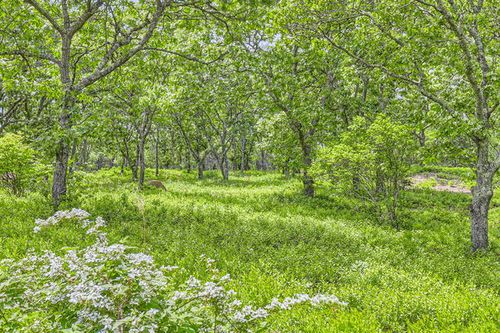 4 Cedar Ln, Chilmark, MA, 02535-1712 | Card Image