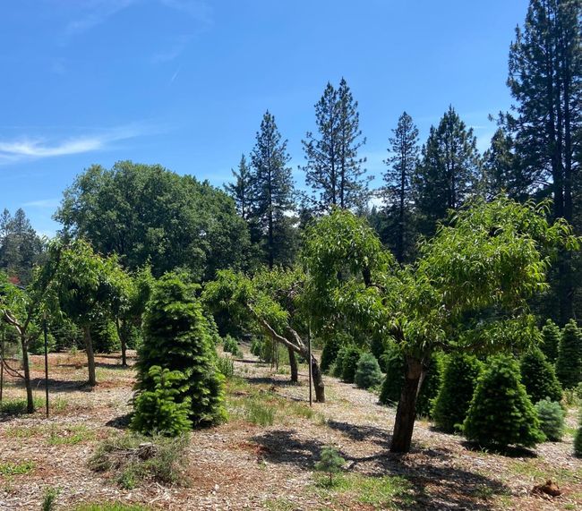 16 Peach trees tucked in the top of Christmas trees. | Image 49