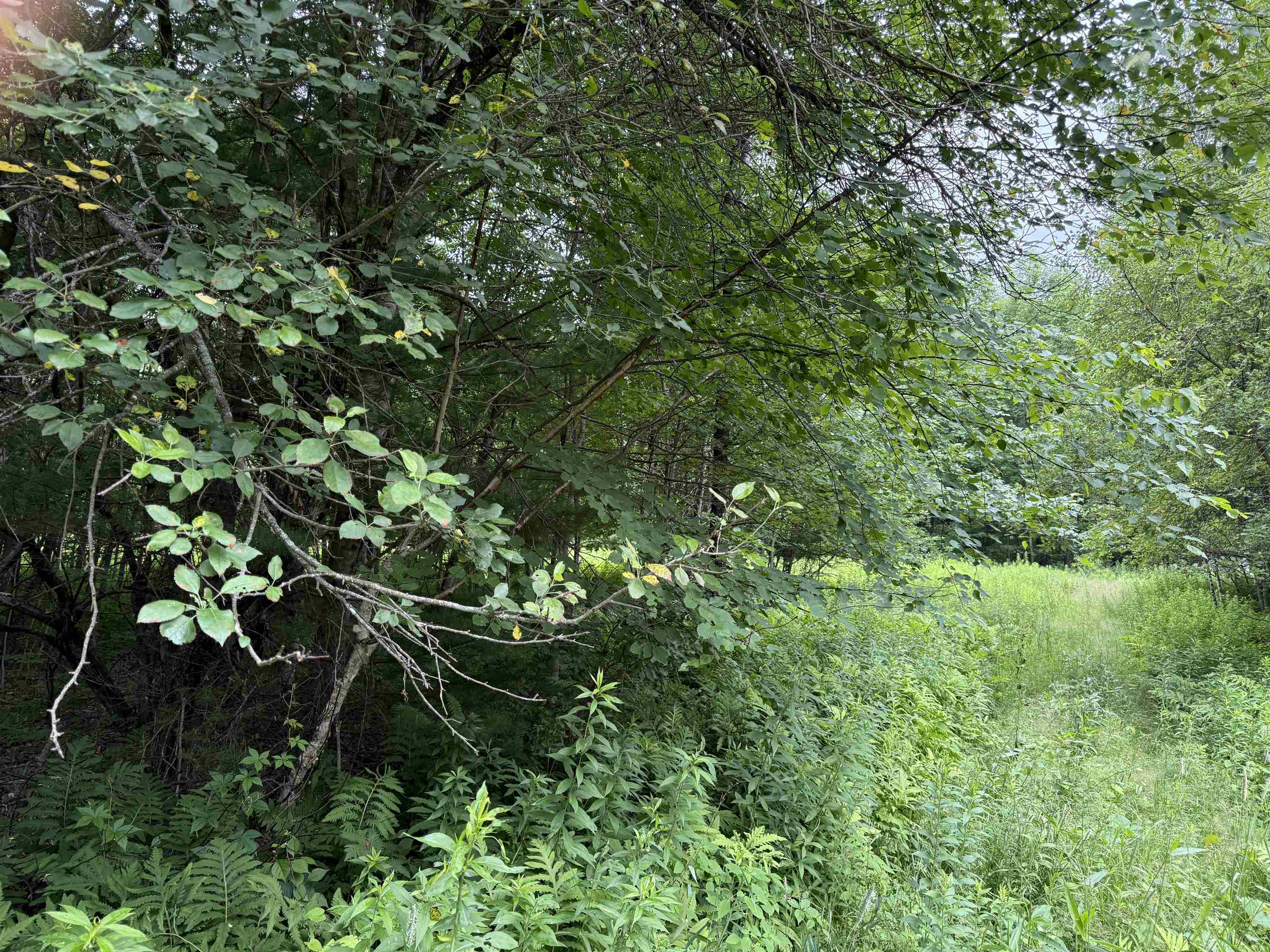 Land in Rumney 4