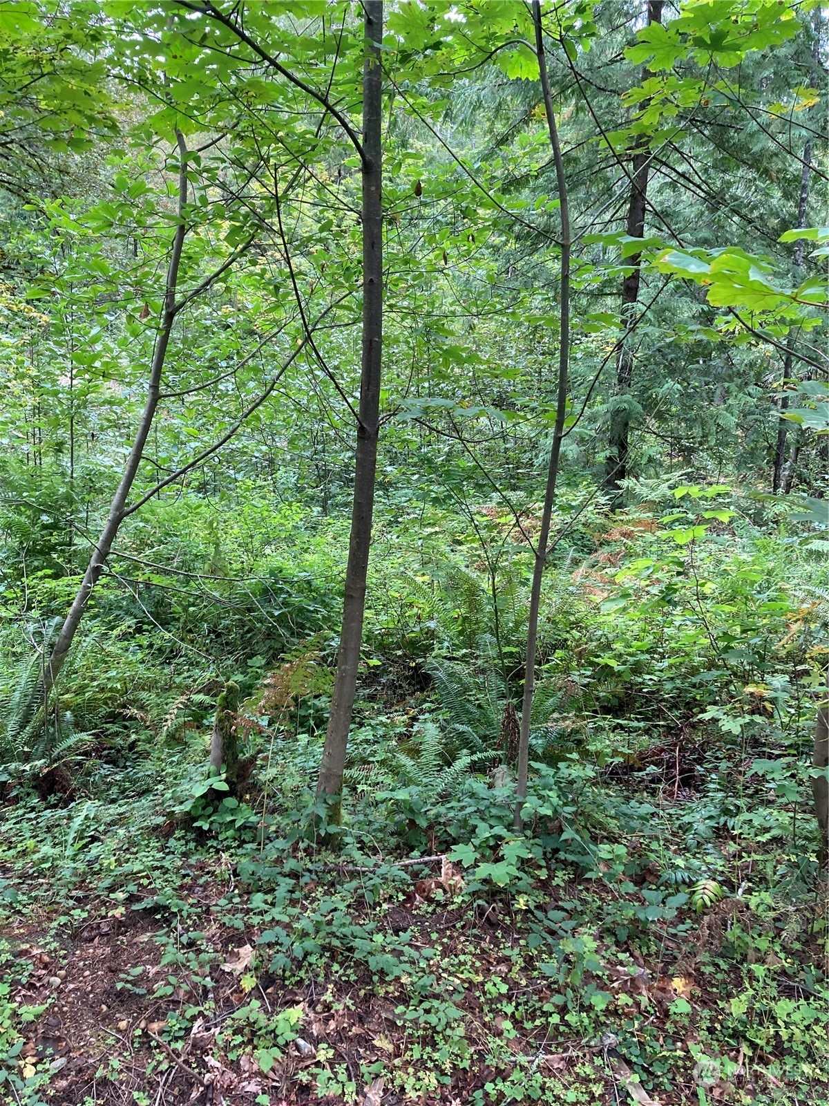 Dow Mountain Rd, Hoodsport, WA 98548
