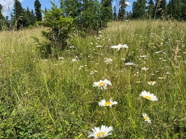 13643 Sundance Trail, Bigfork, MT 59911 | Image 10