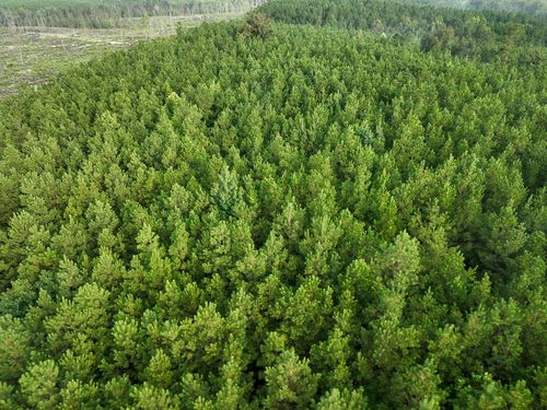 3 Warnet Rd, Robeline, LA, 71469 | Card Image