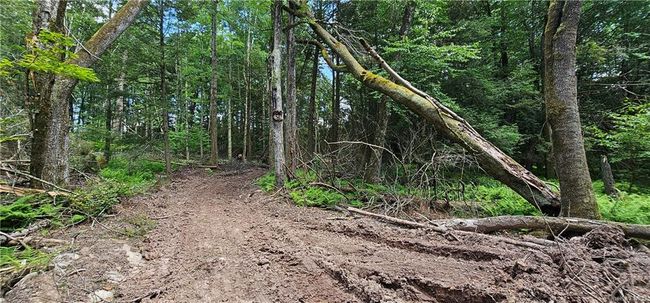 Lot 81.4 County Road 114, Home with 0 bedrooms, 0 bathrooms and null parking in Cochecton NY | Image 11