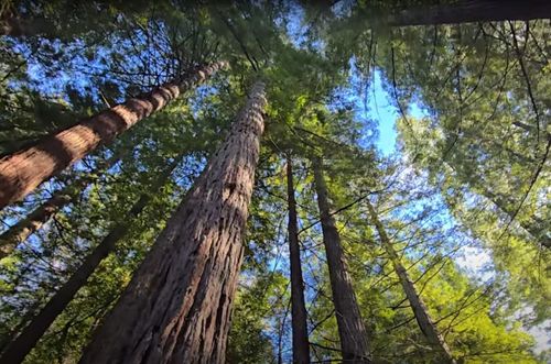 1777 Sprowel Creek Rd, Garberville, CA, 95542-8201 | Card Image