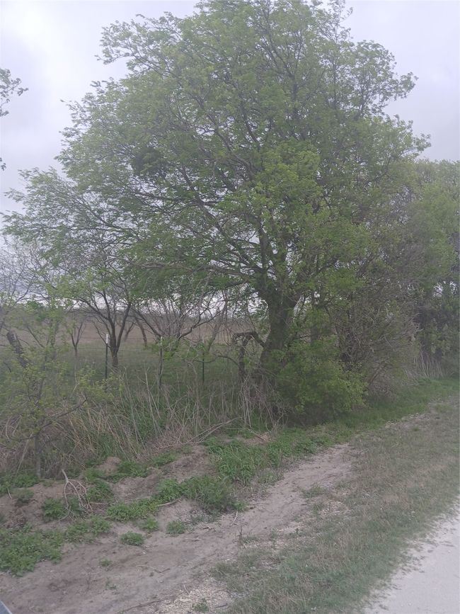 1753 Hcr 3242, Home with 0 bedrooms, 0 bathrooms and null parking in Mount Calm TX | Image 6