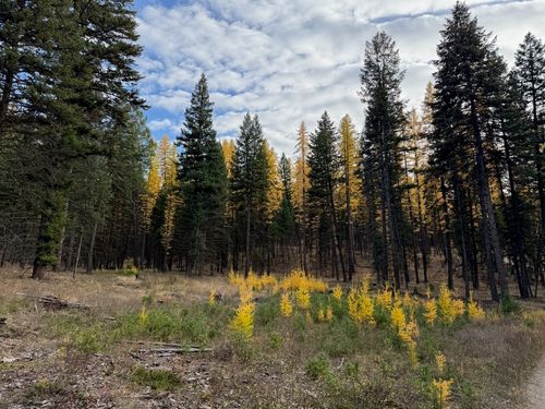 nhn Meadow Creek Trl, Fortine, MT, 59918 | Card Image