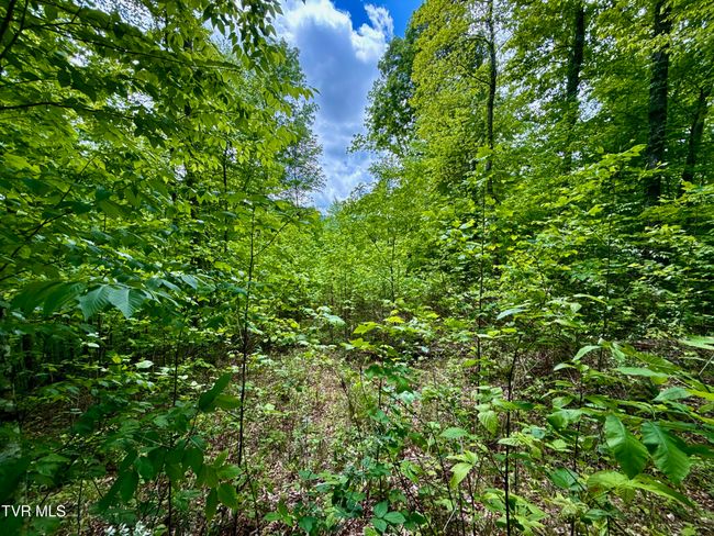 47 Tbd Enoch Rd, Home with 0 bedrooms, 0 bathrooms and null parking in Eidson TN | Image 21