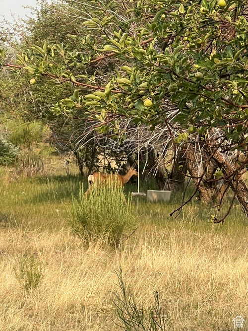 640 W Bryce Way, Tropic, UT, 84776 | Card Image