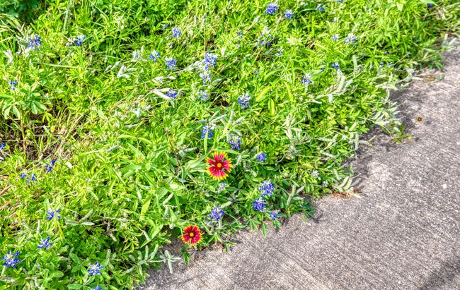 Wildflower protected property. | Image 34